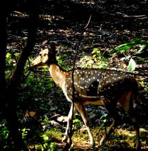 Chital Deer