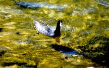 Coot