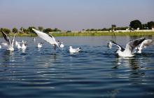Gull Gathering