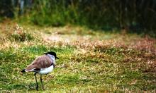 River Lapwing