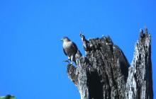 Shikra