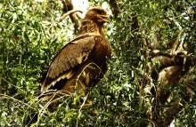 Tawny Eagle