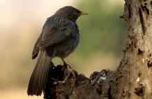 Jungle Babbler