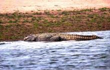 Mugger Crocodile small