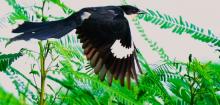 Pied-crested Cuckoo