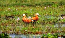 Ruddy Shelduck