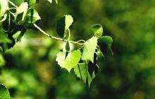 Soft Leaf