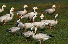 Bar-headed Geese