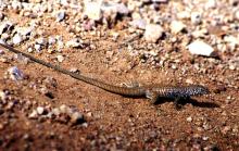 Desert Lizard