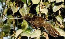 Female Koel