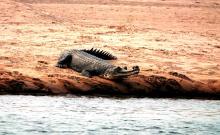 Gharial Crocodile