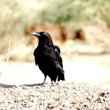 Large Billed Crow