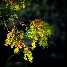 Medicinal Plant