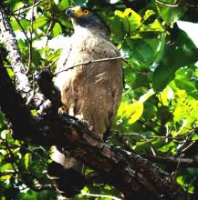 Serpant Eagle