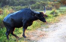 Wild Buffallo