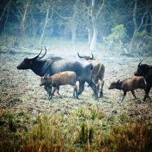 Wild Buffalo