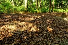 6 Leaf Litter