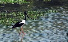 Black Necked Stork