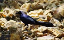 Blackbird
