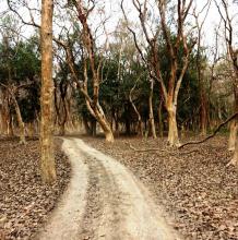Jungle  Path