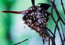  Paradise Flycatcher