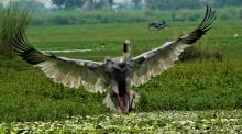 Sarus Landing