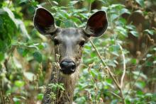 7 Sambar Deer