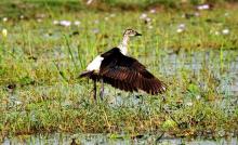 Comb Duck