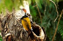 Flame Back Woodpecker