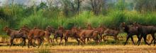 Nilgai march