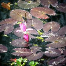 Water Lily