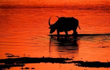 Wild Buffallo