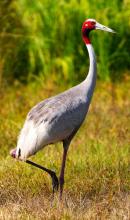 Sarus Leg Stand