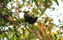 Ants Nest