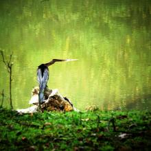 Darter Dance