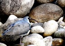 Inisbill