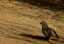 Jungle Bush Quail