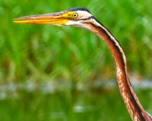 Purple Heron