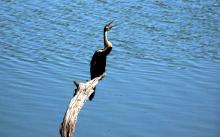 Snake Bird