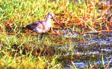 Black Tailed Godwit
