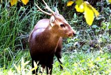 Hog Deer
