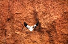 Vulture on Rockface