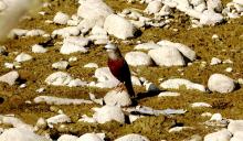 Chestnut tailed starling