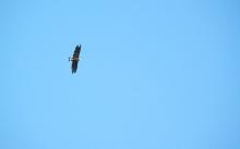 Fish eagle