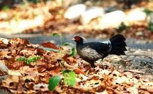 Kalij pheasant