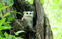 Spot bellied Eagle Owl