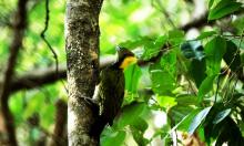 Woodpecker