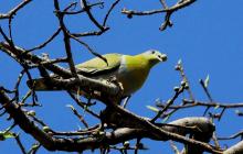 Yellow footed Green pigeon